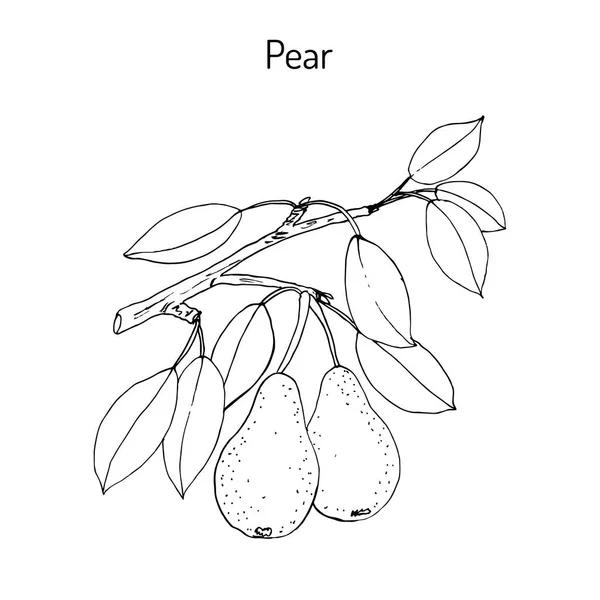 Ramo di pera con frutto pyrus communis, o pera europea — Vettoriale Stock