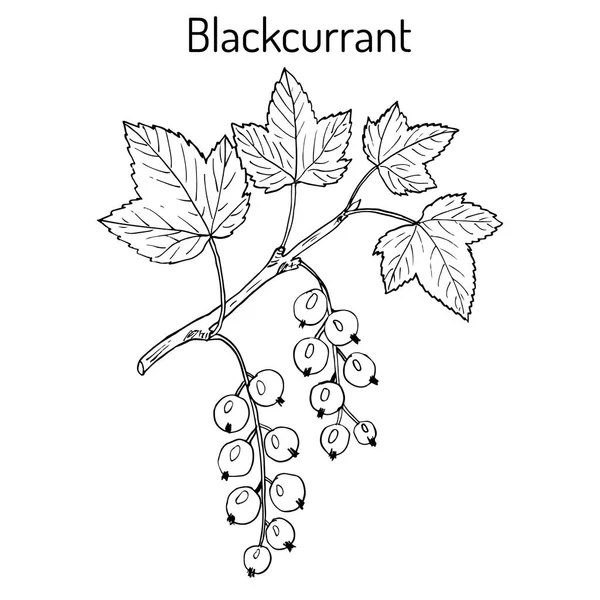Fekete ribiszke-Ribes nigrum — Stock Vector