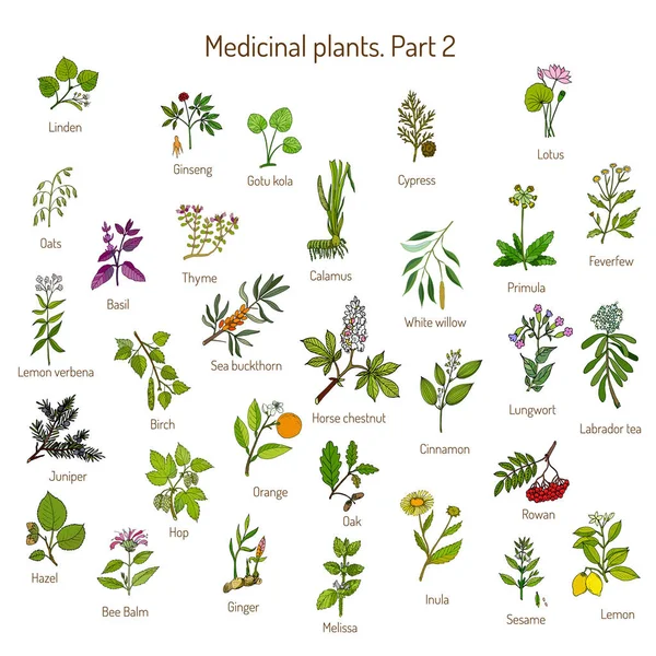 Colección vintage de hierbas y plantas medicinales dibujadas a mano. Conjunto botánico — Archivo Imágenes Vectoriales