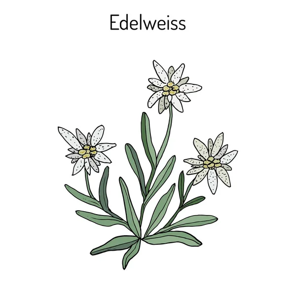 286 Edelweiss White Flower Vector Images Free Royalty Free Edelweiss White Flower Vectors Depositphotos