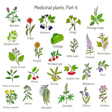 Vintage collection of hand drawn medical herbs and plants. Botanical set clipart