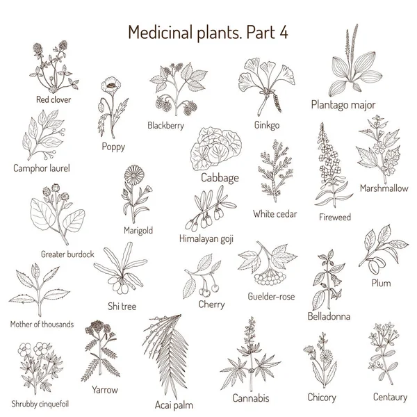 Coleção vintage de ervas medicinais desenhadas à mão e plantas. Conjunto botânico —  Vetores de Stock