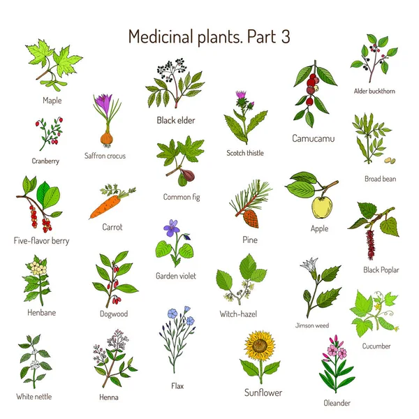 Colección vintage de hierbas y plantas medicinales dibujadas a mano. Conjunto botánico — Vector de stock