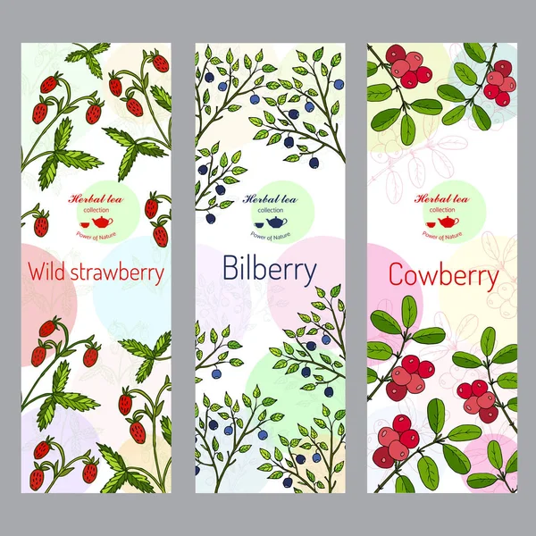 Coleção de chá de ervas. Morango selvagem, mirtilo, conjunto de banner de cowberry —  Vetores de Stock