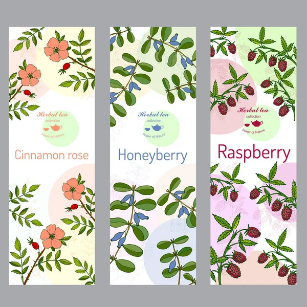Colección de té de hierbas. Rosa de canela, frambuesa, conjunto de pancartas de bayas de miel . — Vector de stock