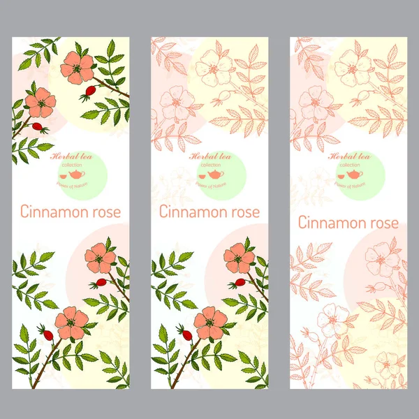 Collezione di tisane. Set banner rosa cannella — Vettoriale Stock