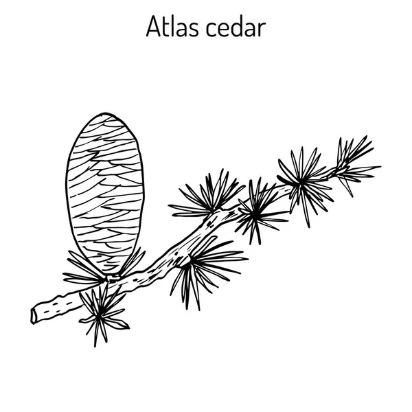 Rama de un Cedro Atlas Cedrus atlantica Glauca — Vector de stock