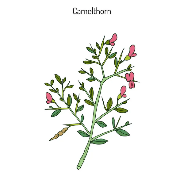 Camelthorn Alhagi maurorum — Vector de stock