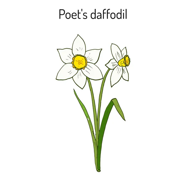 Narciso, ou daffodil, daffadowndilly, jonquil — Vetor de Stock