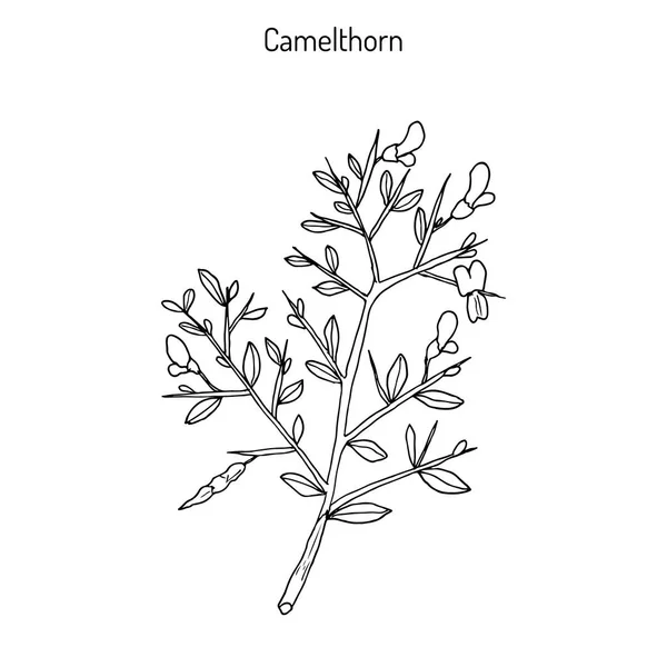 Camelthorn Alhagi maurorum — Vetor de Stock
