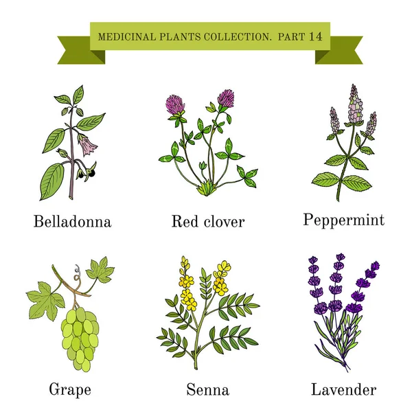 Vintage collectie van hand getrokken medische kruiden en planten, belladonna, rode klaver, pepermunt, druif, senna, lavendel. — Stockvector