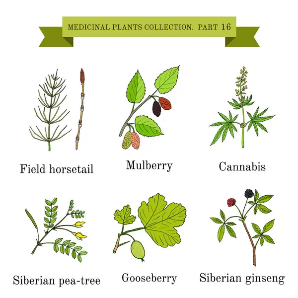 Винтажная коллекция лечебных трав ручной работы и плантационного женьшеня — стоковый вектор