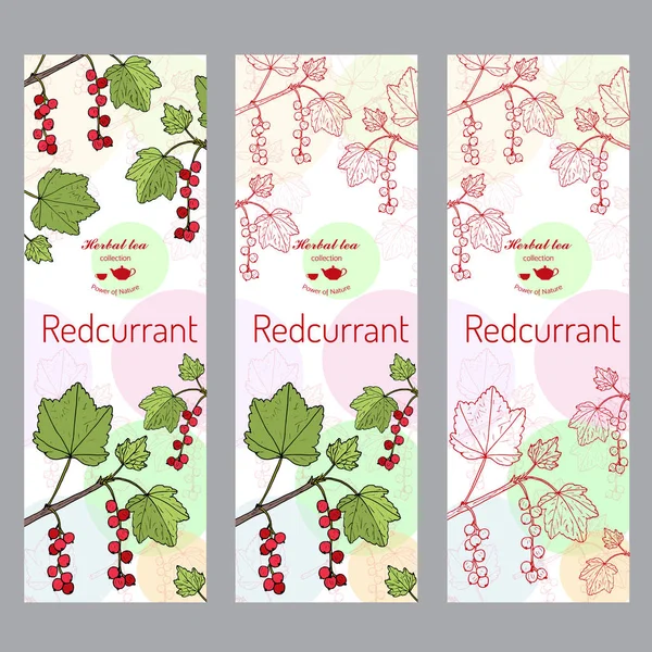 Kräuterteesammlung. Rote Johannisbeere Banner Set — Stockvektor