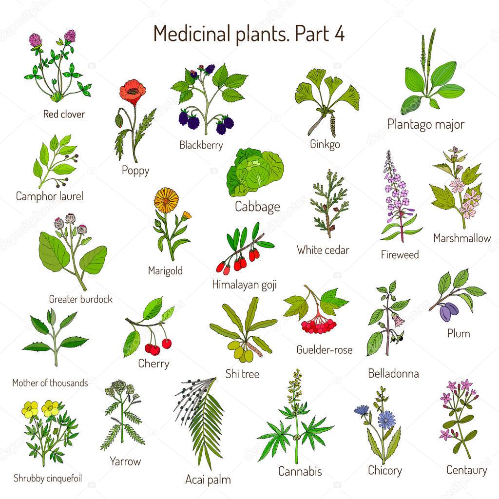 Vintage collection of hand drawn medical herbs and plants. Botanical set