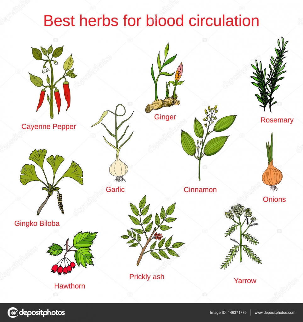 Herbs for blood circulation — Stock Vector © Foxyliam 146371775