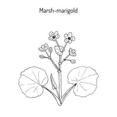 Marsh kadife çiçeği veya Kingcup Caltha palustris