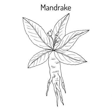 Mandrake root or Mandragora officinarum clipart