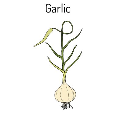 Sarımsak bitkisi. Mutfak otlar koleksiyonu