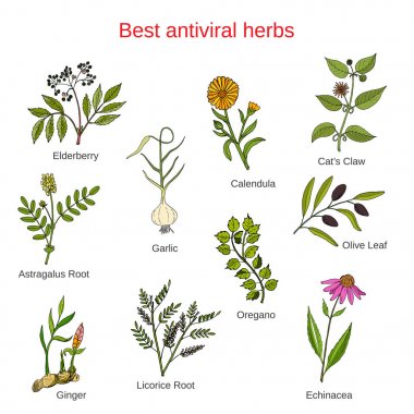Antivitral otlar kümesi