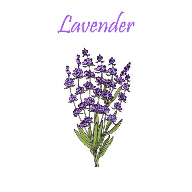 Lavanta çiçekleri, vektör çizim