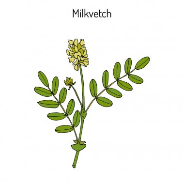 Milkvetch astragalus, şifalı bitki