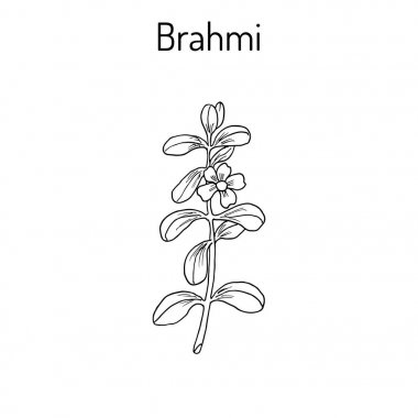 Brahmi Bacopa monnieri veya waterhyssop
