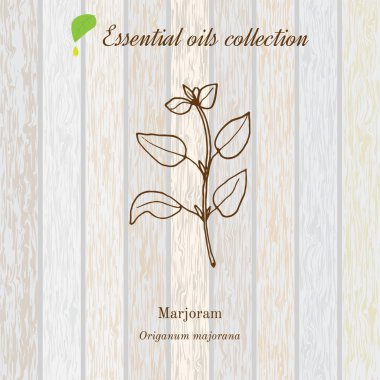 mercanköşk, esans etiket, aromatik bitki. Vektör çizim