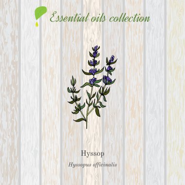 Çördük, esans etiket, aromatik bitki.