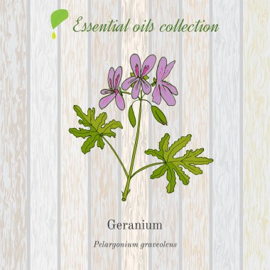 Sardunya, esans etiket, aromatik bitki