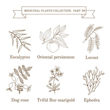 El Vintage koleksiyonu çizilmiş tıbbi otlar ve bitkiler, okaliptüs, Trabzon hurması, keçiboynuzu, köpek-rose, üç boğumlu bur kadife çiçeği, ephedra