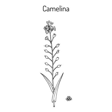 Camelina sativa veya gold-of-pleasure veya yanlış keten yağı bitki