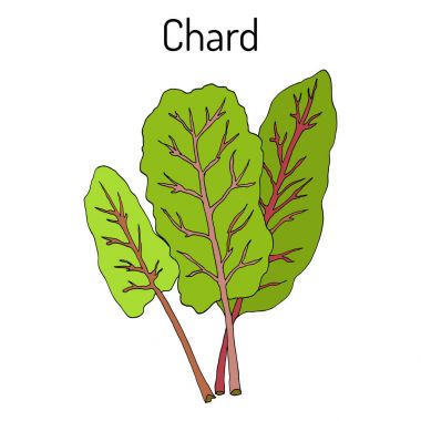 Mangold Beta vulgaris veya Swiss chard