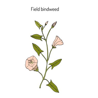 Alan gündüzsefası Convolvulus arvensis .