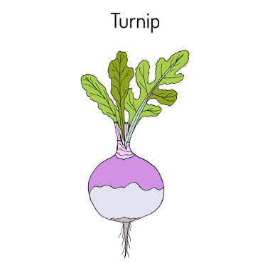Şalgam ya da İsveçli veya şalgam Brassica napobrassica, kök sebze
