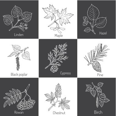 Farklı ağaç dallar kümesi