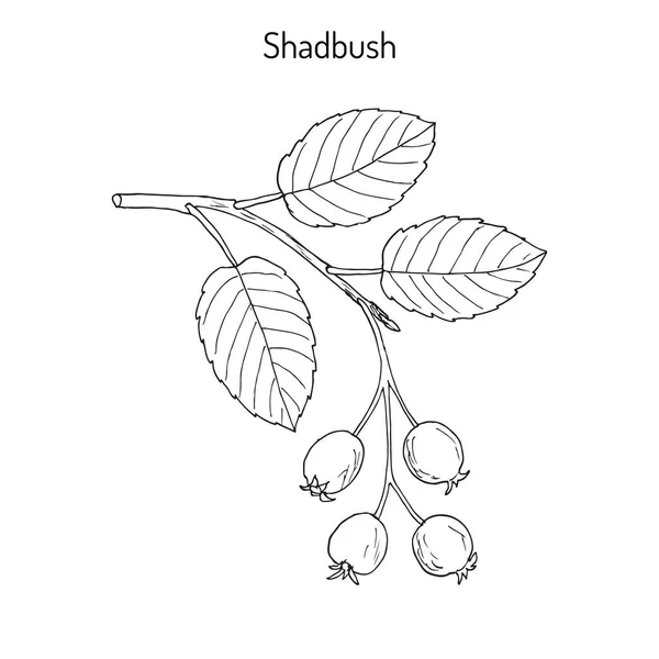 Amelanchier, також відомий як shadbush, shadwood або shadblow — стоковий вектор