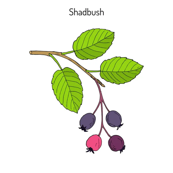 Amelanchier, znany również jako shadbush, shadwood lub shadblow — Wektor stockowy