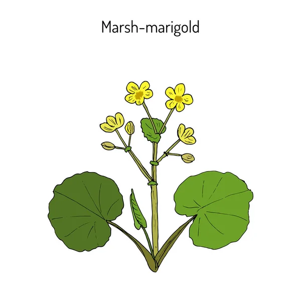 Marsh Marigold o Kingcup Caltha palustris — Vector de stock