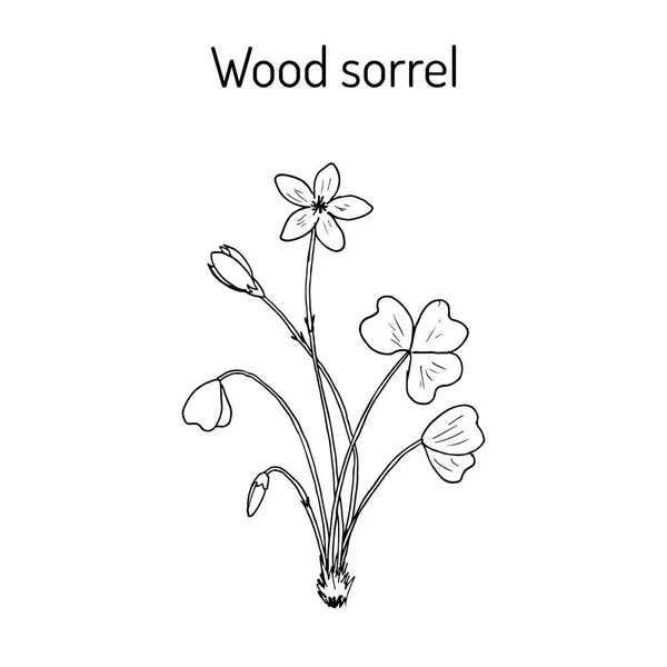 Szczawik zajęczy, dziki kwiat — Wektor stockowy