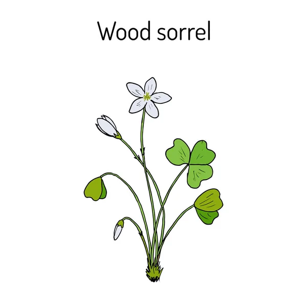 Acedera de madera, flor silvestre — Vector de stock