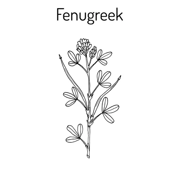 Trigonella de alholva foenum-graecum, planta medicinal — Vector de stock