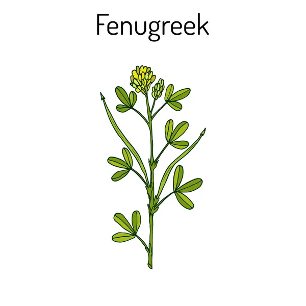 Фенугрек тригонелла, лікарська рослина — стоковий вектор