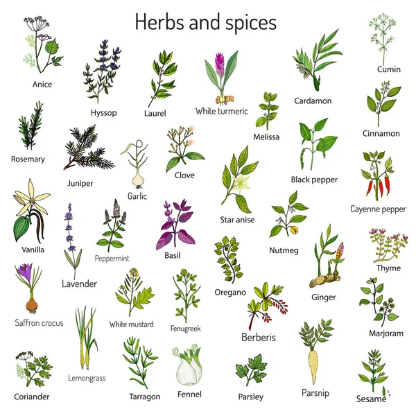 Ensemble dessiné à la main d'herbes et d'épices culinaires — Image vectorielle