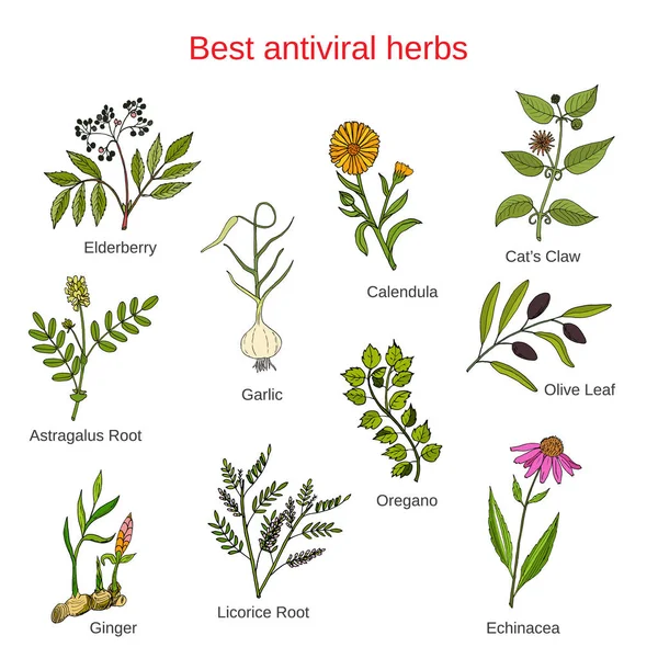 Antivitral otlar kümesi