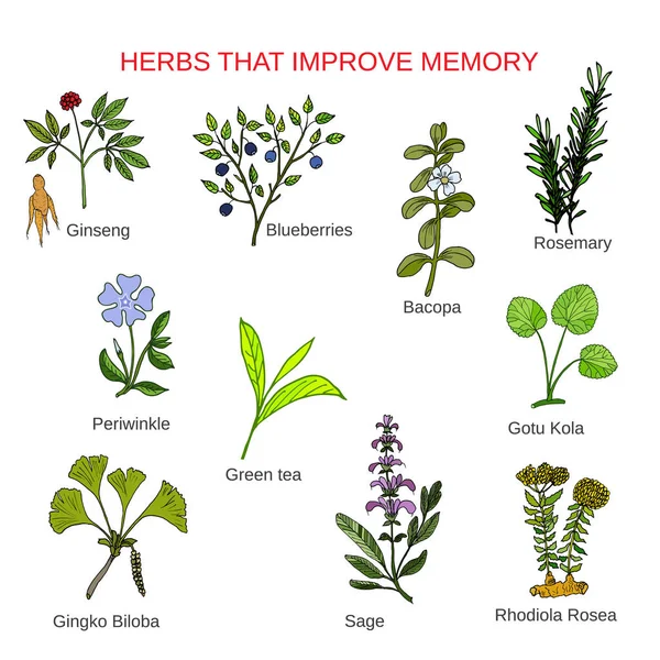 Ervas medicinais que melhoram a memória —  Vetores de Stock