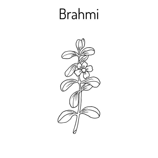 Brahmi Bacopa monnieri ou waterhyssop — Image vectorielle