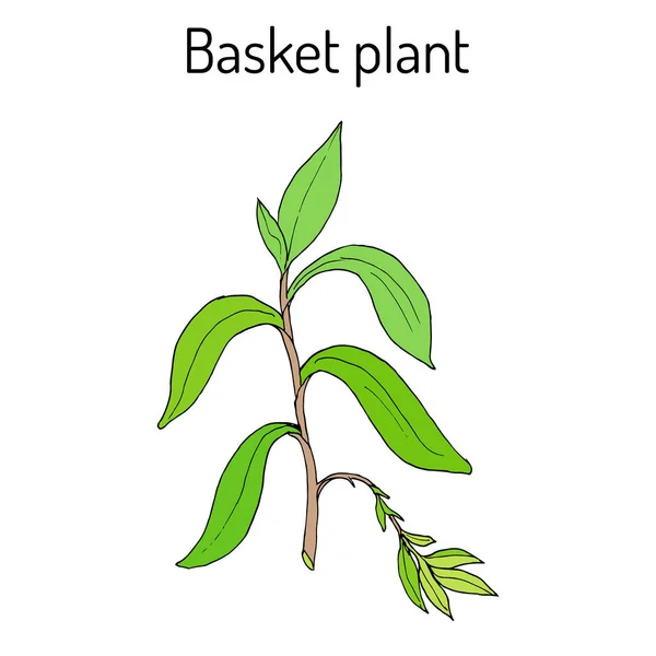 Cesta planta Callisia fragrans, planta medicinal — Vector de stock