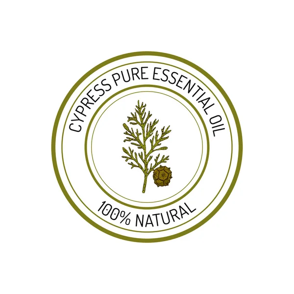 Cypress, etherische olie label, aromatische plant — Stockvector