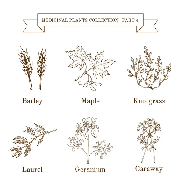 Coleção vintage de ervas e plantas medicinais desenhadas à mão —  Vetores de Stock