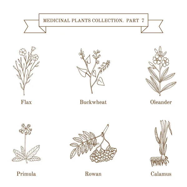 Colección vintage de hierbas y plantas medicinales dibujadas a mano — Vector de stock